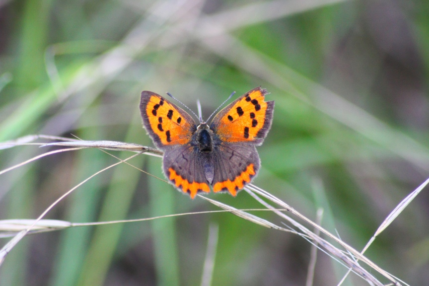 Lycaena Phlaeas ?